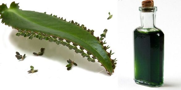 Ekstrakt Kalanchoe - sastav Exodermin